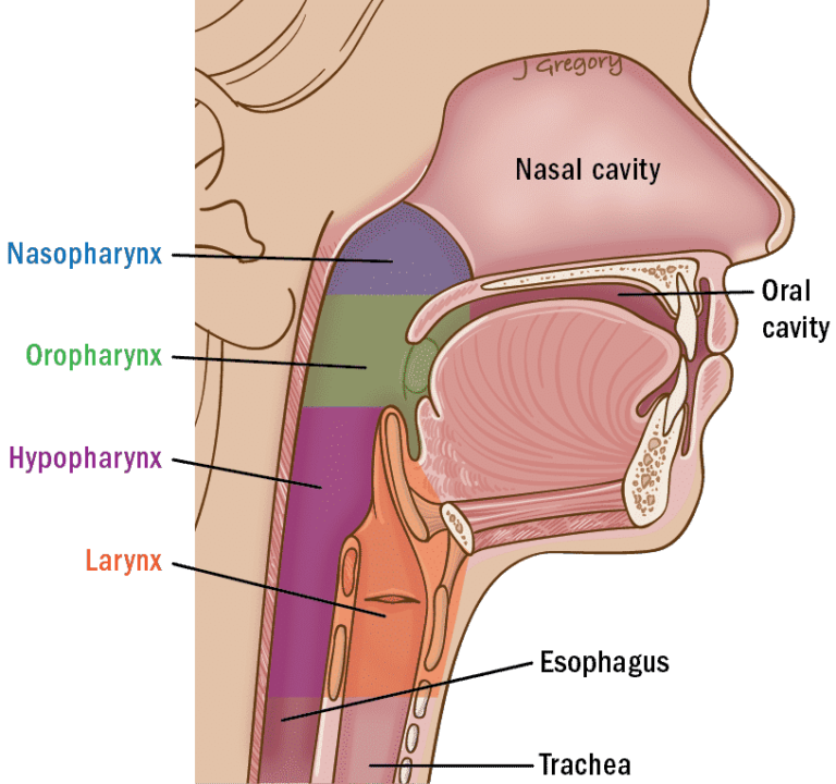 Types of throat cancer: Symptoms, risk factors and preventive measures