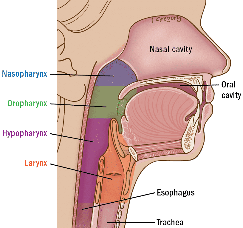 Learn More About The Different Throat Cancer Operations, Labex Trade