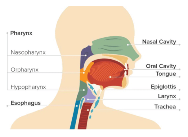 Labex Digital Electrolarynges Types of throat cancer