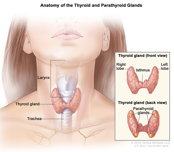 Laryngeal Cancer - Stages, symptoms, prognosis and treatment options, Labex Trade