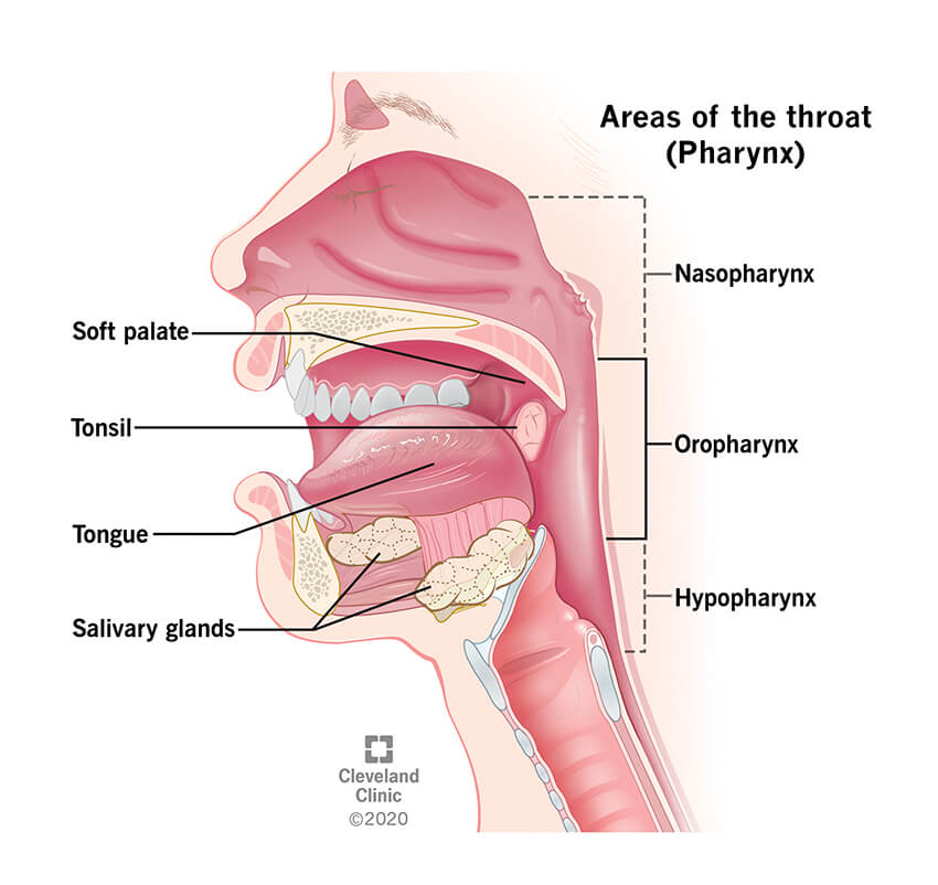 Oropharyngeal Cancer – Stages, symptoms, prognosis and treatment options, Labex Trade