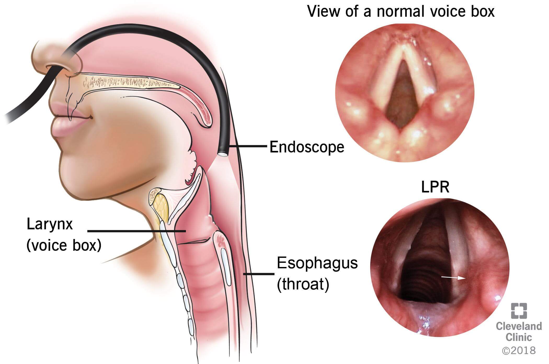 006-labextrade.com-Endoscopicsurgery 006-labextrade.com-Endoscopicsurgery