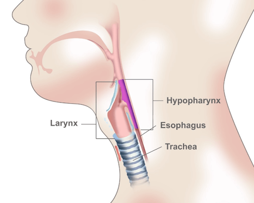 Learn More About The Different Throat Cancer Operations, Labex Trade